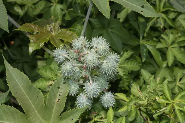Güzel Datura innoxia yeşil meyve. Datura wrightii ya da kutsal datura olarak da bilinir..