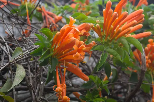 Bahçedeki Ateş Kıran Sarmaşığı, namı diğer Alev Çiçeği, Alev Sarmaşığı, Turuncu Trompet.