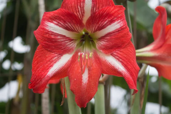 Çizgili Barbados zambak çiçeğinin makrosunu kapat 