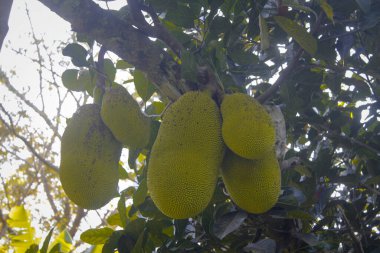 Jackfruit ve Jackfruit ağaçları bir dala asılı.