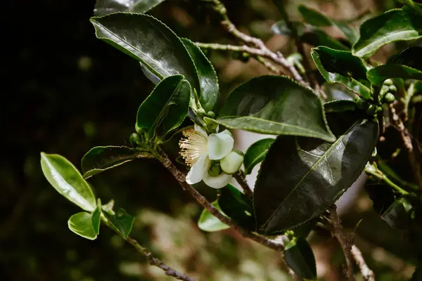 Çevresel bitki çiftliğindeki Yeşil Çay Ağacı Çiçeği taze yapraklarını kapatın. Taze bitkisel doğal bahçe arazisi. Organik rahatlama içiyorum. Çiftlikte yeşil çay ağacı