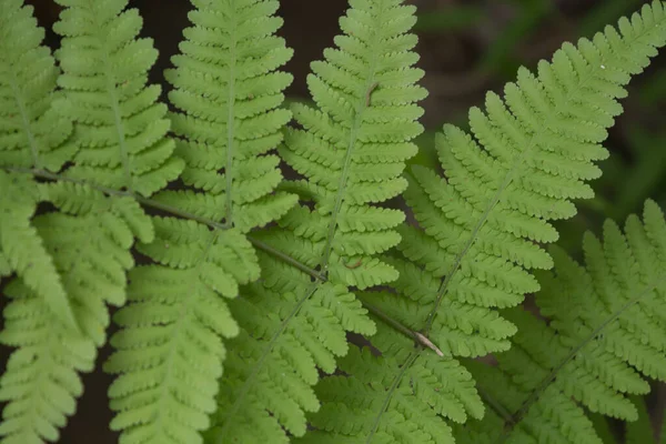 Mükemmel doğal eğrelti otu deseni. Genç yeşil eğreltiotu yapraklarıyla yapılmış güzel bir arka plan..