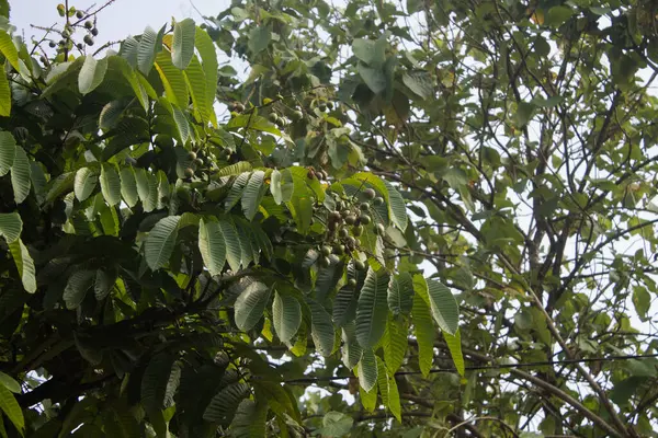 Meyveli matoa ağacı parlak mavi bir arka planda. Pometia pinnata