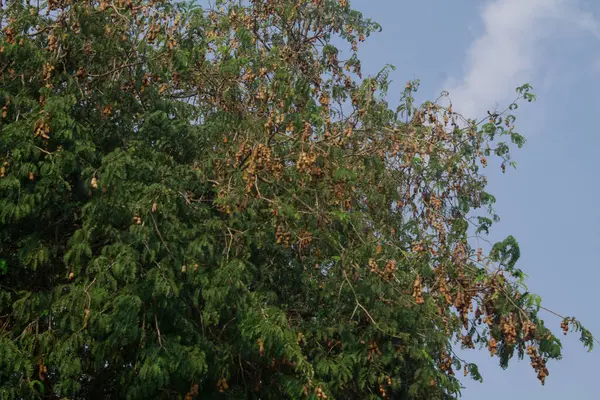Ağacın üzerindeki tatlı demirhindi ve yaprak. Çiğ demirhindi meyvesi bahçedeki demirhindi ağacına asılır..
