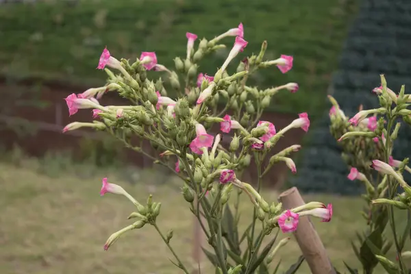 Sıradan tütün, Nicotiana tabacum. Tütün çiçeklerinin aşılanması.