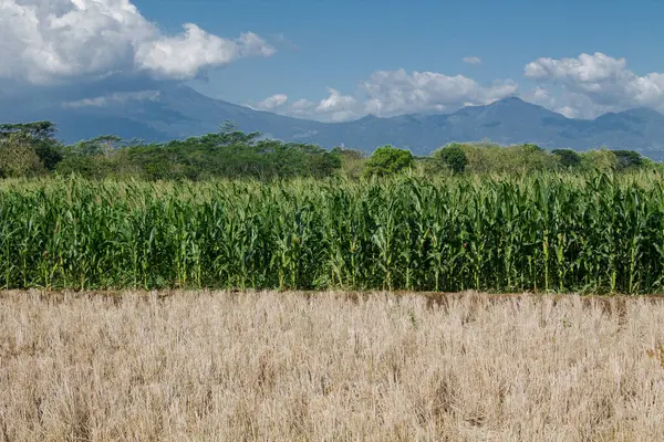 Kırsalda mavi gökyüzü ve dağ arkaplanı olan mısır tarlası