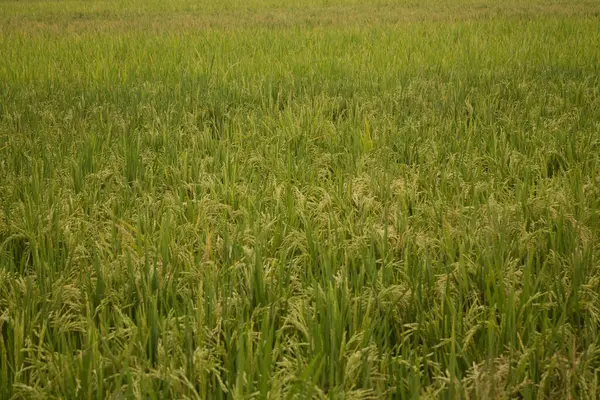 Sonbahar mevsiminde olgun pirinç tarlaları.