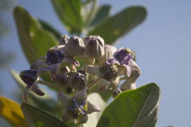 Süt otları bütün gün çiçek açar. mor tropik çiçekler
