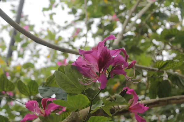 Kapalı pembe çiçek. Bauhinia purpurea veya Kelebek Ağacı, Orkide Ağacı.