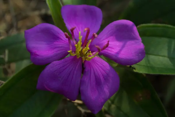 Malabar melastome ya da M. m. malabathricum 'un güzel yakın çekimi.