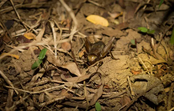 House kriket tropikal orman (Acheta domestica) kapatmak