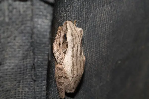 Makroyu kapatın. Çizgili ağaç kurbağası lakaplı kahverengi bir kurbağa.