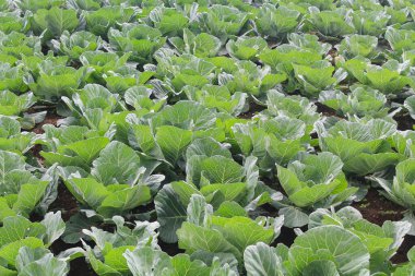 Yeşil lahana tarlasında arka plan. Çiftlikte ya da serada olgunlaşmış hasat.