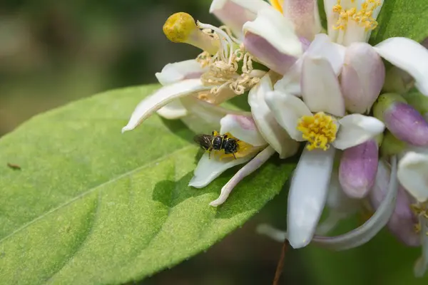Ağacın arka planında bulanık çiçekleri olan limon çiçeklerini kapat.