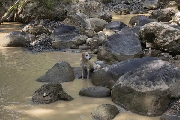 Köpek taştan bir nehirde, kahverengi su ve kayayla duruyor. Köpek güzel manzaralı bir kayanın üzerinde oturuyor.