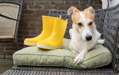 Üzgün Köpek, Bahçe 'de kanepede oturuyor Sarı Çizmeli, Sonbahar Bahçesi