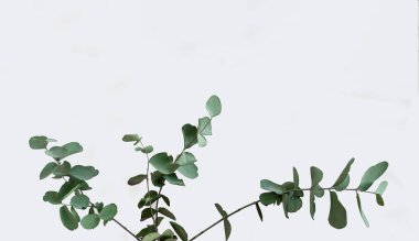 Beyaz arka planda okaliptüs dalları, her zaman yeşil olan ağaç.