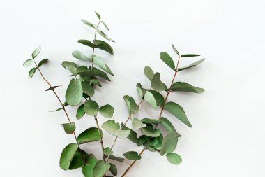 Beyaz arka planda okaliptüs dalları, her zaman yeşil olan ağaç.