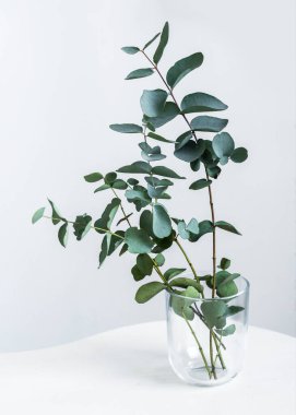 Beyaz arka planda okaliptüs dalları, her zaman yeşil olan ağaç.