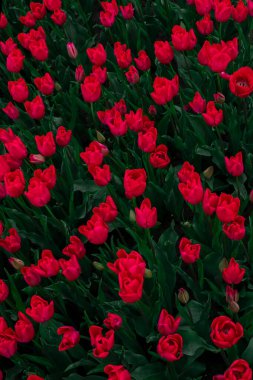 Hollanda 'daki kırmızı lale tarlası, çiçek açan çayır manzarası.