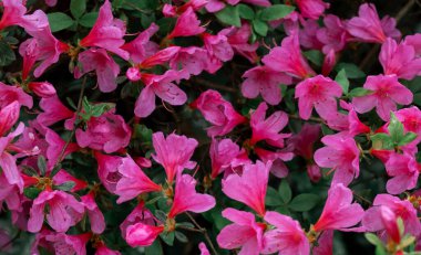 Çiçeklerin egzotik çalısı Rododendron ve yeşil arka planda leylak yapraklarına yağmur damlaları.