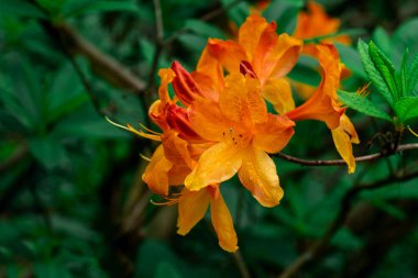 Çiçeklerin egzotik çalısı Rododendron ve yeşil arka planda Turuncu Yapraklara Yağmur Damlaları.