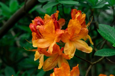 Çiçeklerin egzotik çalısı Rododendron ve yeşil arka planda Turuncu Yapraklara Yağmur Damlaları.