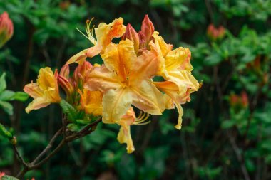 Çiçeklerin egzotik çalısı Rododendron ve yeşil arka planda Turuncu Yapraklara Yağmur Damlaları.