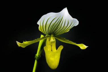 Siyah Arkaplanda Yeşil ve Beyaz Eşsiz Vahşi Orkide