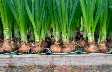 Seradaki ya da Bahçedeki Ahşap Saksıda Birçok Çiçek Ampulü