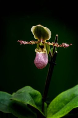 Siyah Arkaplanda Pembe Bir Yaban Orkidesi
