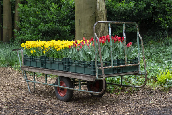 Большая корзина с весенним цветком Тюльпан в теплице, саду или парке.