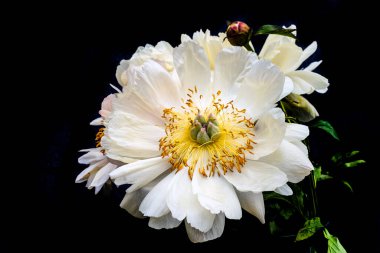 Beyaz ve sarı açık şakayık, yakın plan siyah arka plan, Hollanda çiçekleri.