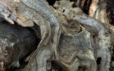 Eski ve peri masalı ağaç kabuğu, ormanın derinliklerinde yer alan tahtadan bir arka plan.