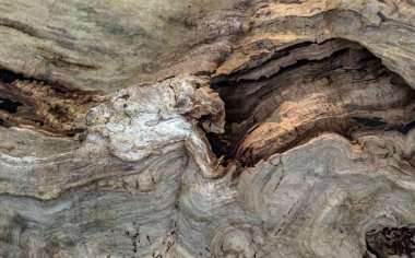 Eski ve peri masalı ağaç kabuğu, ormanın derinliklerinde yer alan tahtadan bir arka plan.