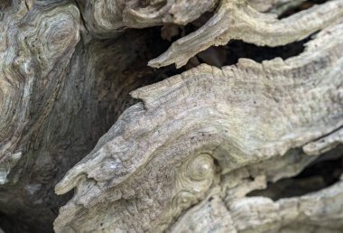 Eski ve peri masalı ağaç kabuğu, ormanın derinliklerinde yer alan tahtadan bir arka plan.