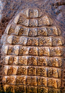 Çok eski hakiki timsah ya da timsah derisi, nadir bulunan deri torbalara yakın..