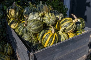 varieties, yellow, orange and green pumpkins and squashes, harvest in Netherlands, sales on the farms. clipart