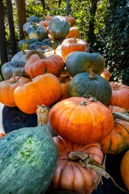 Renkli çeşitleri, sarı, turuncu ve yeşil balkabakları ve kabakları, Hollanda 'da hasat, çiftliklerde satışlar.