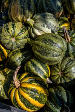 Türleri, sarı, turuncu ve yeşil balkabakları ve kabakları, Hollanda 'da hasat, tarlalarda satışlar.