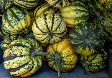 Yellow, orange, green and white pumpkins and squashes, harvest in Netherlands, sales on the farms. clipart