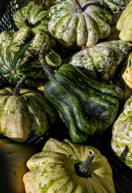 Yellow, green and white pumpkins and squashes, harvest in Netherlands, sales on the farms. clipart