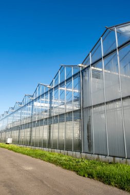 Beyaz modern sera güneşli bir günde mavi gökyüzünde Hollanda, Westland 'da.