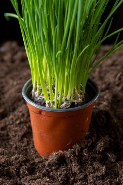 Büyük bir demet ve taze sarımsak filizleri. Siyah arka planda yerden yetişen yeşil sarımsak..