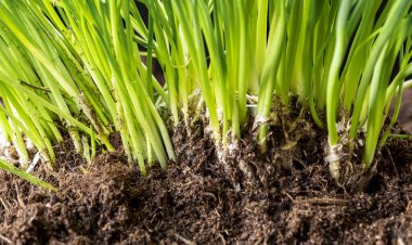 Büyük bir demet ve taze sarımsak filizleri. Siyah arka planda yerden yetişen yeşil sarımsak..