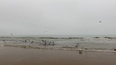 Bir martı sürüsü çok güçlü bir rüzgarda Kuzey Denizi 'nin soğuk dalgalarında oturur ve kanatlarını açarak havalanmaya çalışır.