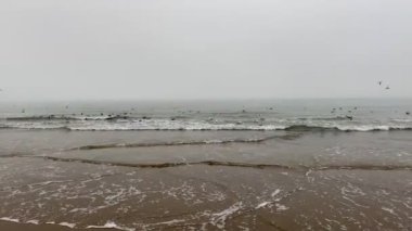 Bir martı sürüsü çok güçlü bir rüzgarda Kuzey Denizi 'nin soğuk dalgalarında oturur ve kanatlarını açarak havalanmaya çalışır.