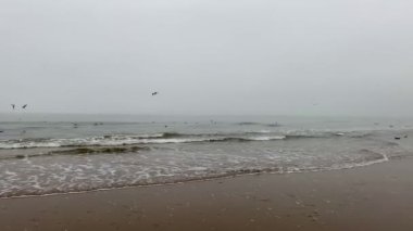 Bir martı sürüsü çok güçlü bir rüzgarda Kuzey Denizi 'nin soğuk dalgalarında oturur ve kanatlarını açarak havalanmaya çalışır.