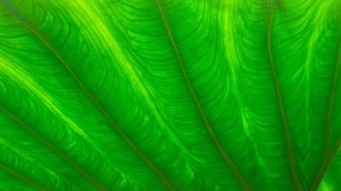 Büyük, yeşil, yemyeşil, yakın çekim yollarının görünen bitki büyüsünün olduğu yer.