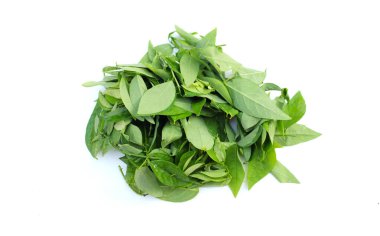 Beyaz arka planda yeşil taze melientha suavis pierre (Tayland 'da Pak Wan Ağacı olarak adlandırılan) sebze yığını. Genç yapraklar çeşitli yemeklere, kaynatılmış ve kızartılmış..